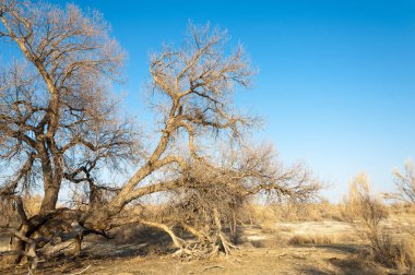 bahar bozkır. Doğa kıştan sonra uyanır. çölde ağaçlar geçen yılki çim