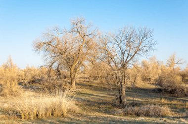 bahar bozkır. Doğa kıştan sonra uyanır. çölde ağaçlar geçen yılki çim