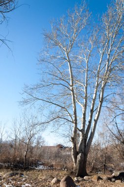 su küçük bir nehir erken ilkbahar akarsu. Bahar sahne. donmuş bir dere ile dağ manzarası