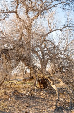 bahar bozkır. Doğa kıştan sonra uyanır. çölde ağaçlar geçen yılki çim