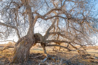 bahar bozkır. Doğa kıştan sonra uyanır. çölde ağaçlar geçen yılki çim