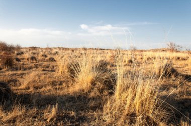 bahar bozkır. Doğa kıştan sonra uyanır. çölde ağaçlar geçen yılki çim
