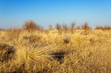 bahar bozkır. Doğa kıştan sonra uyanır. çölde ağaçlar geçen yılki çim