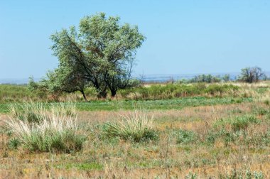 erken yaz aylarında bozkır