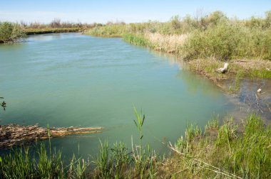 Bozkır nehir sazlık yaz. nehir görünümünde kez izlendi. küçük mavi nehir kıyısında güneşli bir gün