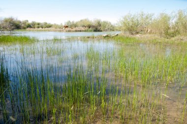 Bozkır nehir sazlık yaz. nehir görünümünde kez izlendi. küçük mavi nehir kıyısında güneşli bir gün