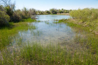 Bozkır nehir sazlık yaz. nehir görünümünde kez izlendi. küçük mavi nehir kıyısında güneşli bir gün