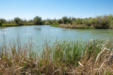 Bozkır nehir sazlık yaz. nehir görünümünde kez izlendi. küçük mavi nehir kıyısında güneşli bir gün