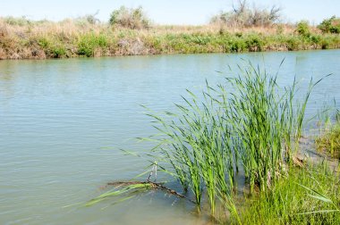 Bozkır nehir sazlık yaz. nehir görünümünde kez izlendi. küçük mavi nehir kıyısında güneşli bir gün