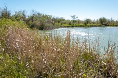 Bozkır nehir sazlık yaz. nehir görünümünde kez izlendi. küçük mavi nehir kıyısında güneşli bir gün
