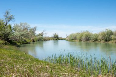Bozkır nehir sazlık yaz. nehir görünümünde kez izlendi. küçük mavi nehir kıyısında güneşli bir gün