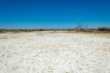 tuzlu su, tuz bataklığı. Etkin badlands. Tek çalı. Kazakistan