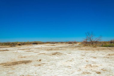 tuzlu su, tuz bataklığı. Etkin badlands. Tek çalı. Kazakistan