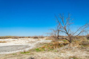 tuzlu su, tuz bataklığı. Etkin badlands. Tek çalı. Kazakistan