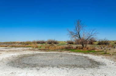 tuzlu su, tuz bataklığı. Etkin badlands. Tek çalı. Kazakistan