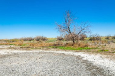 tuzlu su, tuz bataklığı. Etkin badlands. Tek çalı. Kazakistan