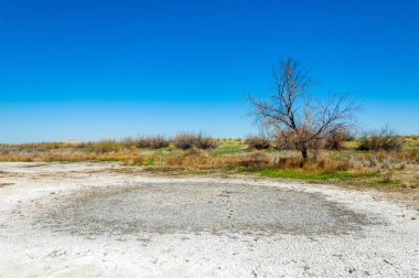 tuzlu su, tuz bataklığı. Etkin badlands. Tek çalı. Kazakistan