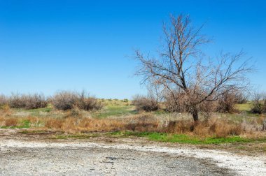 tuzlu su, tuz bataklığı. Etkin badlands. Tek çalı. Kazakistan