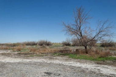 tuzlu su, tuz bataklığı. Etkin badlands. Tek çalı. Kazakistan