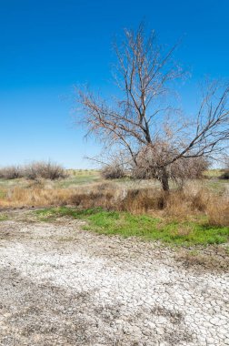 tuzlu su, tuz bataklığı. Etkin badlands. Tek çalı. Kazakistan