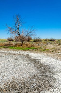 tuzlu su, tuz bataklığı. Etkin badlands. Tek çalı. Kazakistan