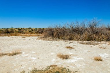 tuzlu su, tuz bataklığı. Etkin badlands. Tek çalı. Kazakistan