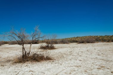 tuzlu su, tuz bataklığı. Etkin badlands. Tek çalı. Kazakistan