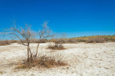 tuzlu su, tuz bataklığı. Etkin badlands. Tek çalı. Kazakistan