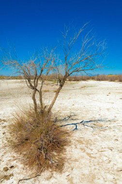 tuzlu su, tuz bataklığı. Etkin badlands. Tek çalı. Kazakistan