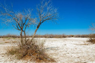 tuzlu su, tuz bataklığı. Etkin badlands. Tek çalı. Kazakistan