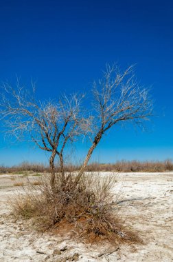 tuzlu su, tuz bataklığı. Etkin badlands. Tek çalı. Kazakistan