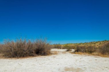 tuzlu su, tuz bataklığı. Etkin badlands. Tek çalı. Kazakistan