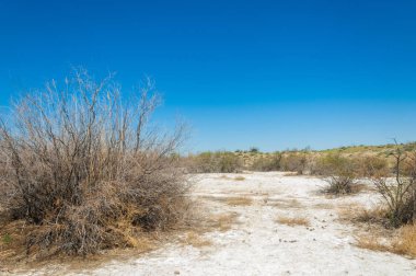 tuzlu su, tuz bataklığı. Etkin badlands. Tek çalı. Kazakistan