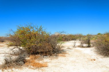tuzlu su, tuz bataklığı. Etkin badlands. Tek çalı. Kazakistan