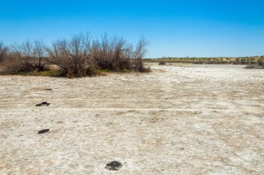 tuzlu su, tuz bataklığı. Etkin badlands. Tek çalı. Kazakistan