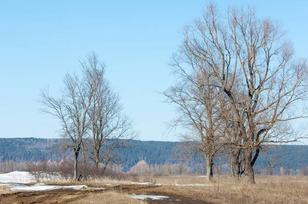 Bahar son kar. Ağaçlar