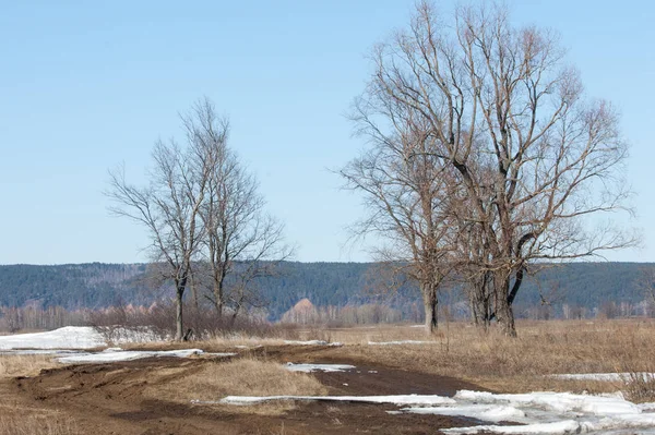 Bahar son kar. Ağaçlar