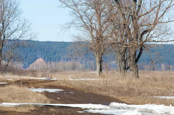 Bahar son kar. Ağaçlar