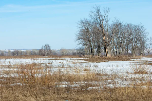 Bahar son kar. Ağaçlar