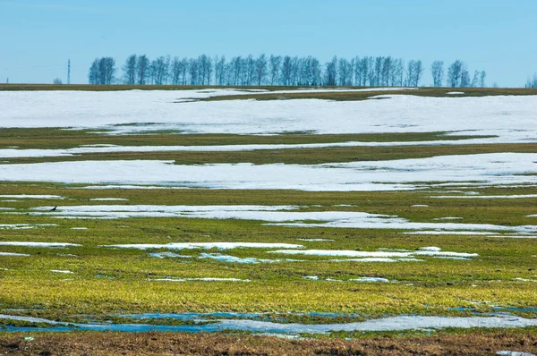 Våren Snö Förra Vintern Träden — Stockfoto