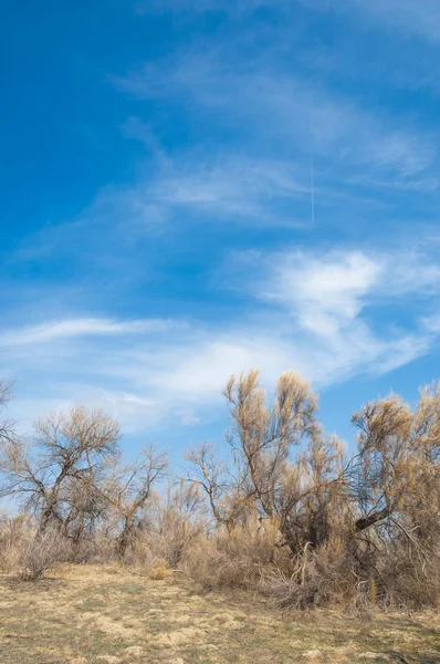 kum bahar bozkır. ağaçlar ve kum mavi gökyüzü arka plan üzerinde. Kazakistan bozkırlarında