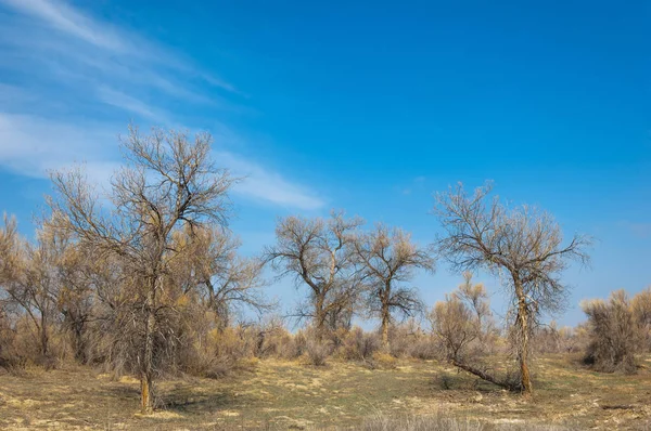 Steppe Printemps Sable Arbres Sable Sur Fond Ciel Bleu Steppes — Photo