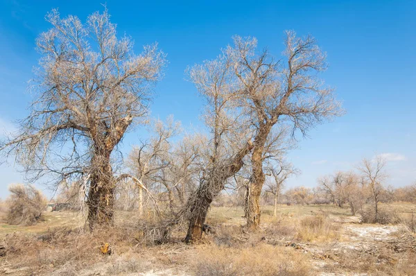 Sand Spring Steppe Trees Sand Blue Sky Background Steppes Kazakhstan — Stock Photo, Image