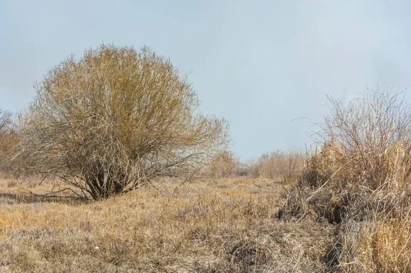 kum bahar bozkır. ağaçlar ve kum mavi gökyüzü arka plan üzerinde. Kazakistan bozkırlarında