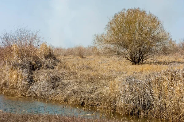 kum bahar bozkır. ağaçlar ve kum mavi gökyüzü arka plan üzerinde. Kazakistan bozkırlarında