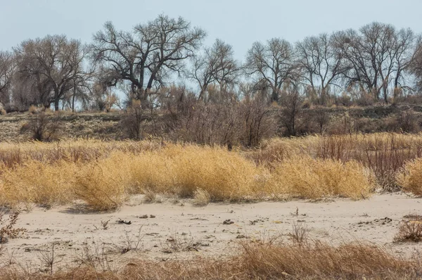 kum bahar bozkır. ağaçlar ve kum mavi gökyüzü arka plan üzerinde. Kazakistan bozkırlarında