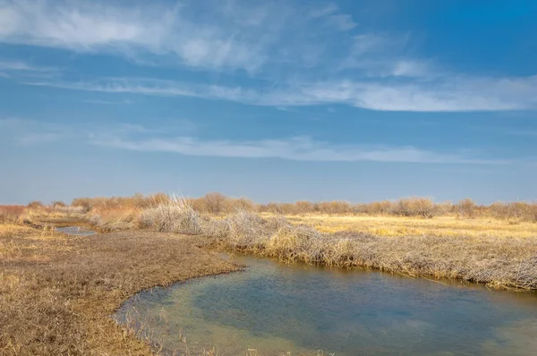 kum bahar bozkır. ağaçlar ve kum mavi gökyüzü arka plan üzerinde. Kazakistan bozkırlarında