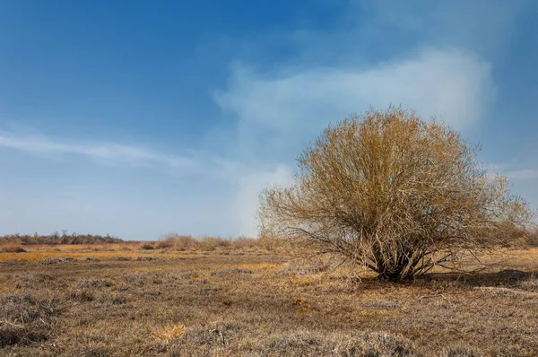 Kum Bahar Bozkır Ağaçlar Kum Mavi Gökyüzü Arka Plan Üzerinde — Stok fotoğraf