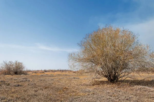 sand spring steppe. trees and sand on blue sky background. steppes of Kazakhstan