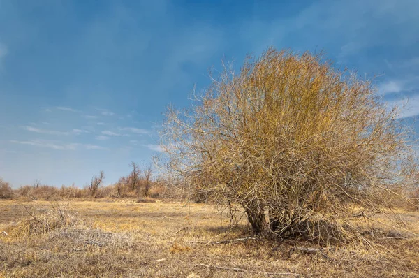 kum bahar bozkır. ağaçlar ve kum mavi gökyüzü arka plan üzerinde. Kazakistan bozkırlarında